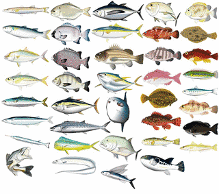 魚の画像