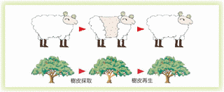 大和屋エコの画像
