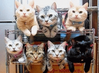 ねこねこの画像