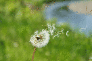 たんぽぽの綿毛の画像