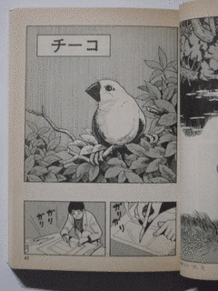 チーコの画像
