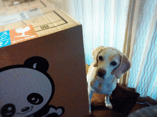チャコちゃんの日記の画像