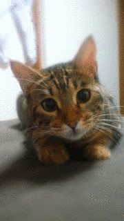 ちゃぺ!の画像