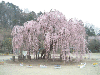 桜こうの画像