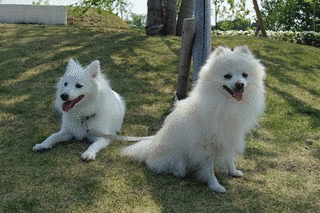 でかポメの画像