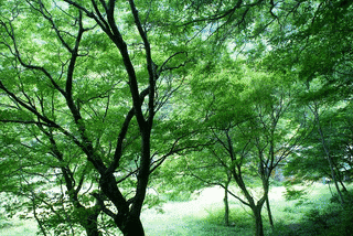 夏緑の画像