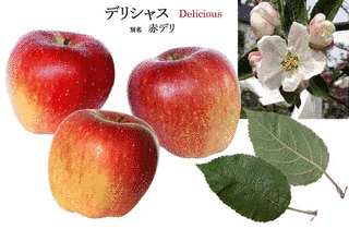 デリシャス!の画像