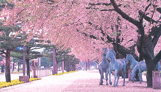 十和田市の画像