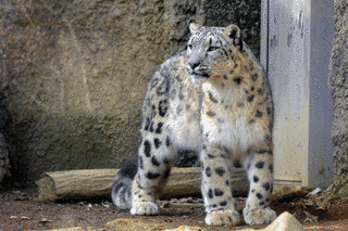 いしかわ動物園の画像