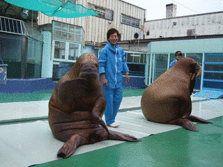 伊勢夫婦岩ふれあい水族館シーパラダイスの画像