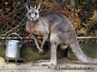 福知山市動物園の画像