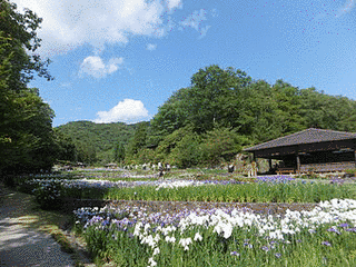 播州山崎花菖蒲園の画像