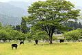 兵庫県立但馬牧場公園の画像
