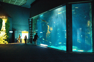 サケのふるさと 千歳水族館の画像