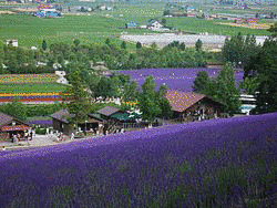 ファーム富田の画像