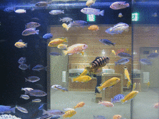 山の水族館の画像