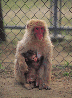 高宕山自然動物園の画像