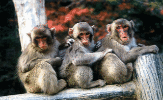 高崎山自然動物園の画像