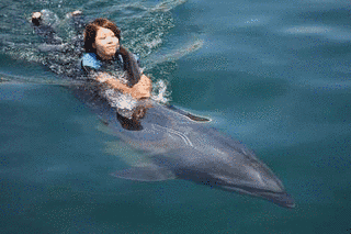 うみたま体験パーク「つくみイルカ島」の画像