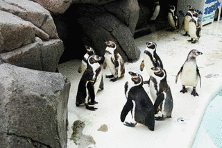 魚津水族館の画像