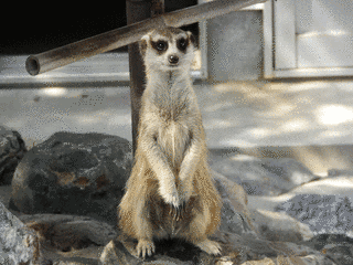 周南市徳山動物園の画像