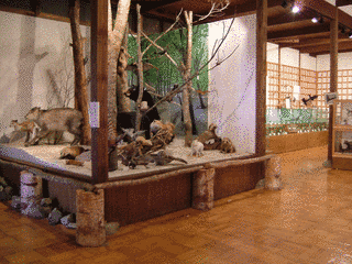 大井沢自然博物館の画像