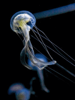 鶴岡市立加茂水族館の画像