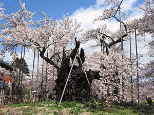平山郁夫シルクロード美術館の画像