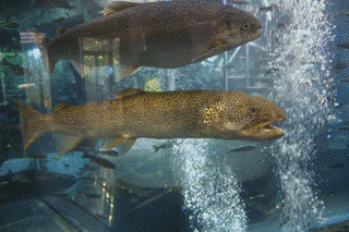 山梨県立富士湧水の里水族館の画像
