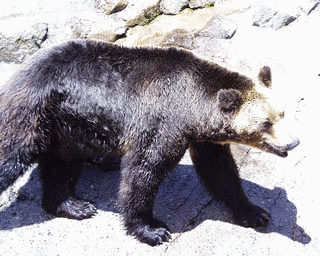 奥飛騨クマ牧場の画像