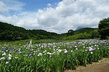 花と泉の公園の画像