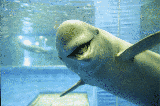 宮島水族館の画像