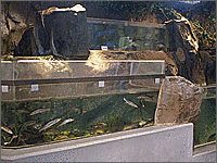 大うなぎ水族館イーランドの画像