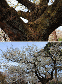 井の頭自然文化園の画像