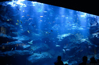 すみだ水族館の画像