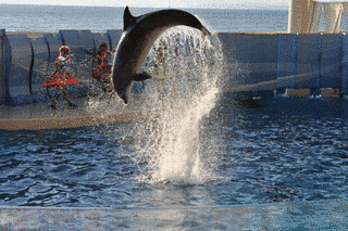 江の島水族館の画像