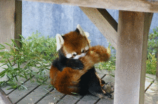 鯖江市西山動物園の画像