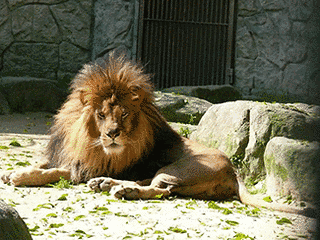 大牟田市動物園の画像