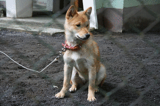 小諸市動物園の画像