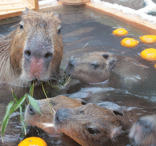 須坂市動物園の画像