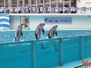 伊豆・三津シーパラダイスの画像
