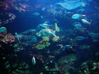 下田海中水族館の画像