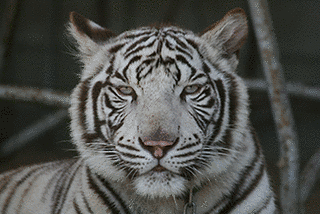 しろとり動物園の画像