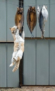 泥棒猫の画像