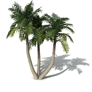 PALMの画像