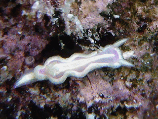 ラスティスラフ・ベリチャクの画像