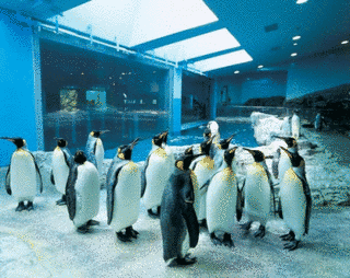 長崎ペンギン水族館の画像