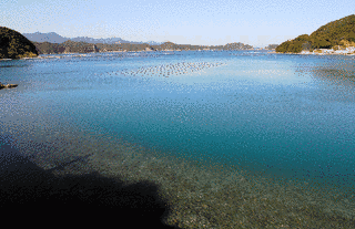 森浦湾くじらの海の画像