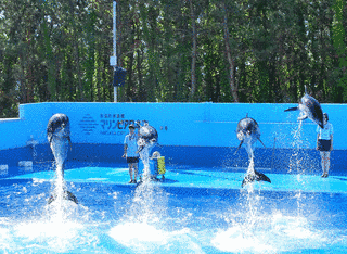 新潟市水族館 マリンピア日本海の画像