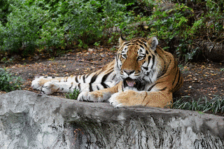 大阪市天王寺動物園の画像